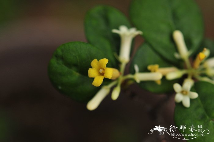 百花图片大全