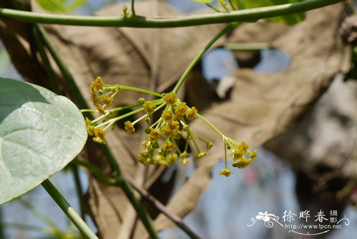 香港四照花