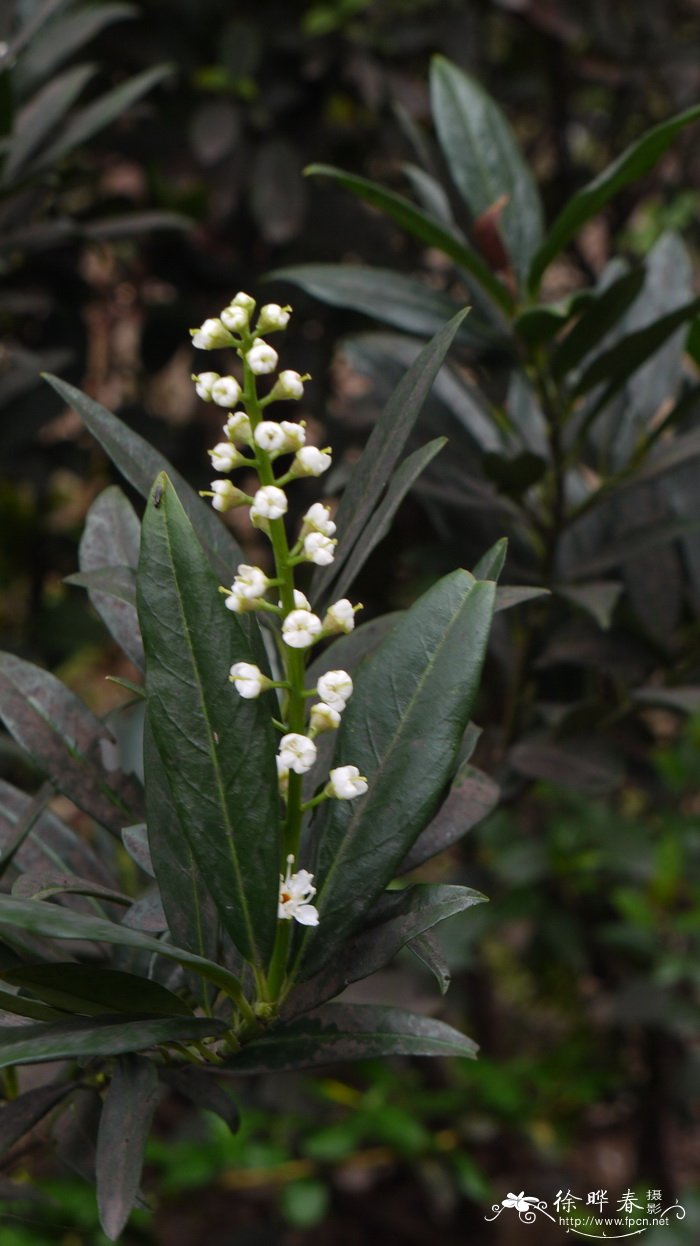 千手观音植物仙人掌