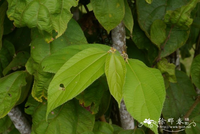 植物园里有什么植物