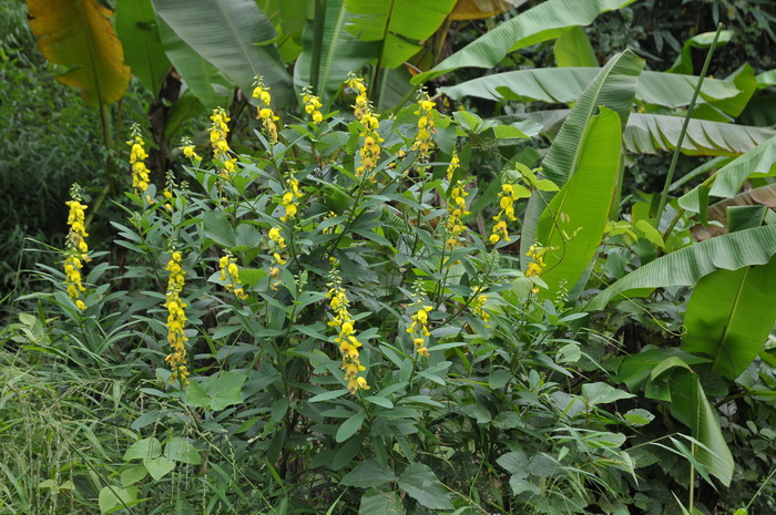 玫瑰花鲜花