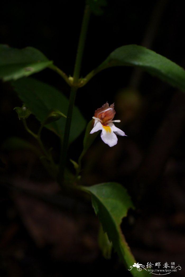 春天的花卉