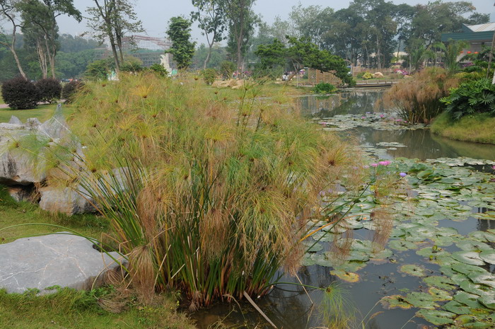 邹菊花语是什么