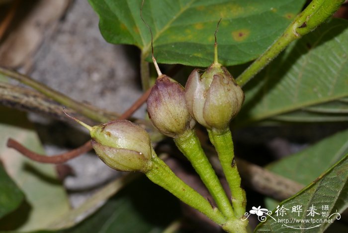 大叶仙茅