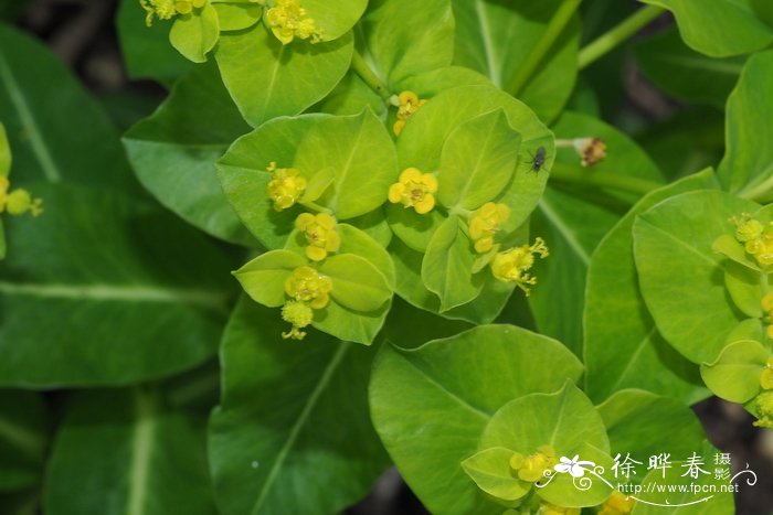 绣球花什么时候开花