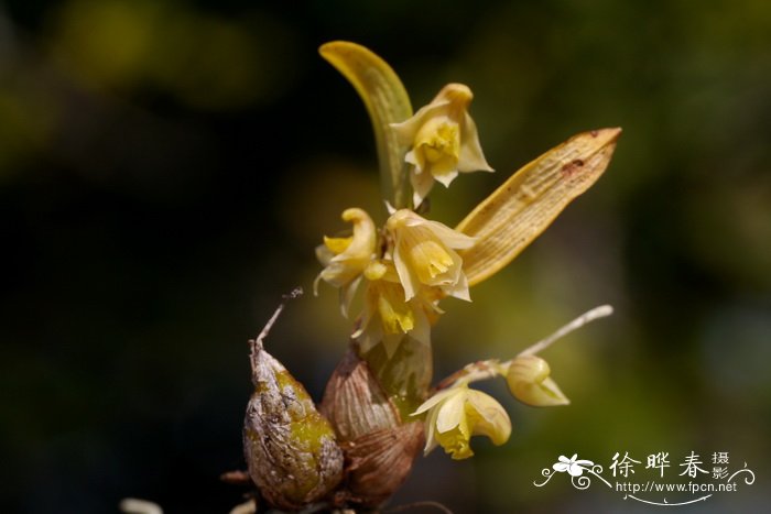 粉色玫瑰的花语是什么意思