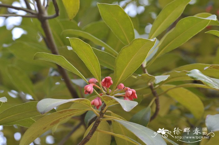 红豆赤小豆