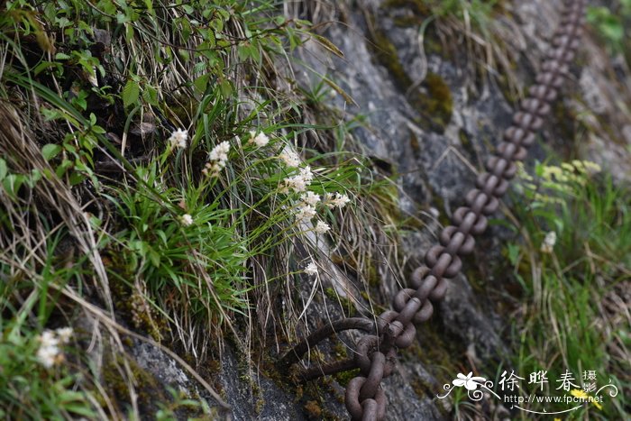 松树是被子植物还是裸子植物