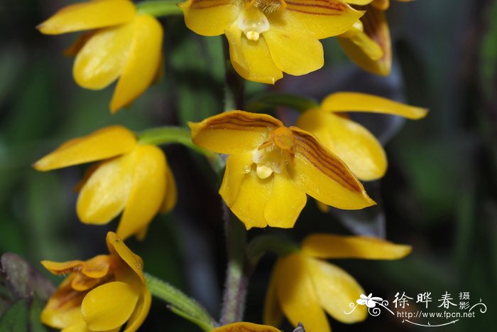 香水百合花语