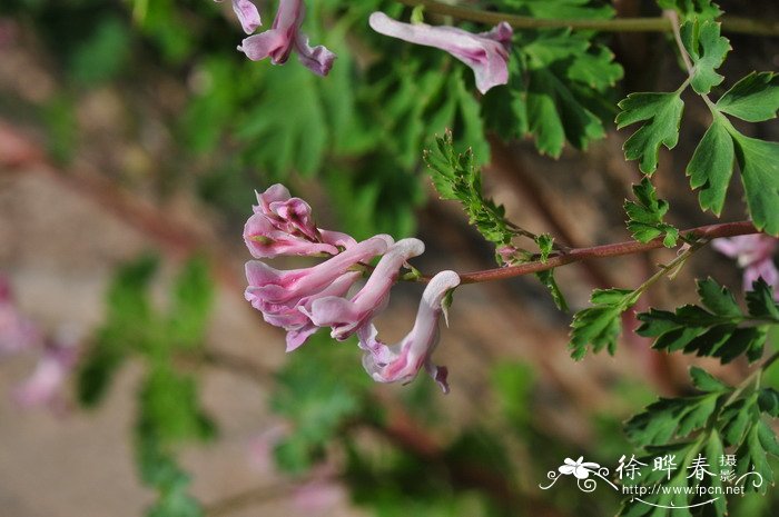 月季花怎么养比较好