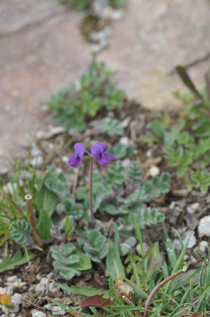 蓝莓什么季节成熟