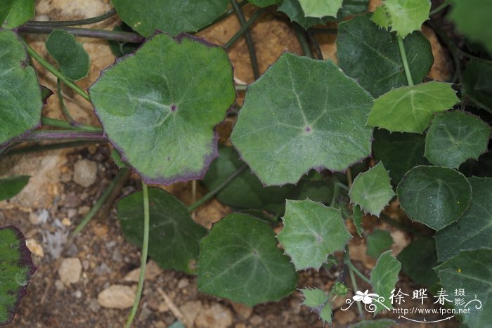 石楠花味道像什么