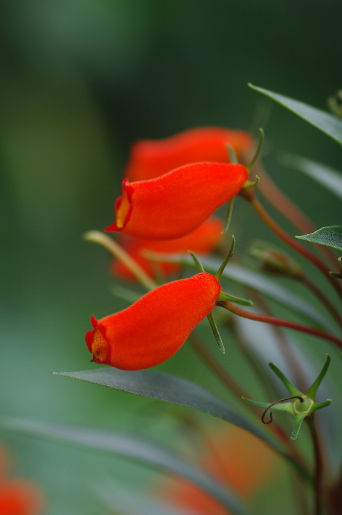 美人蕉花期