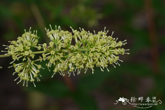 风信子的花语