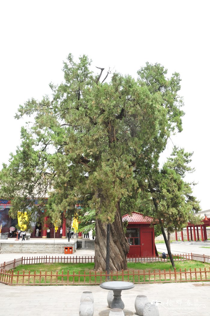 苹果种子怎么种植方法