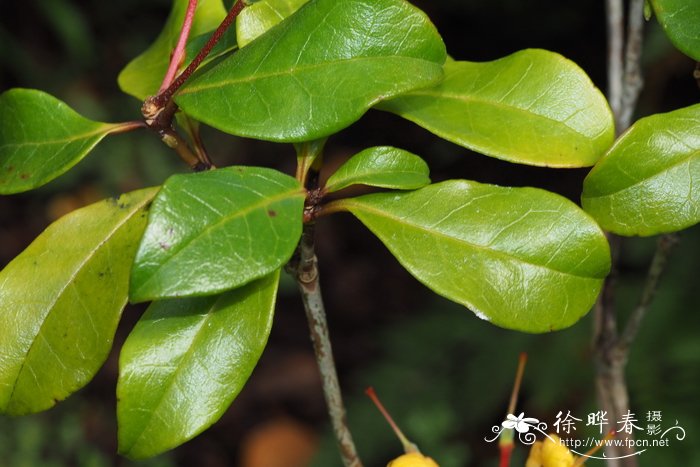 茶花开花期间怎么养护