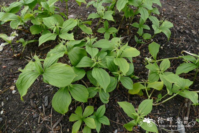 苦菜图片 野菜