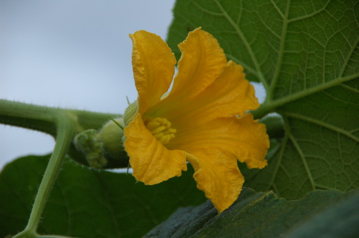 橙色郁金香花语和寓意