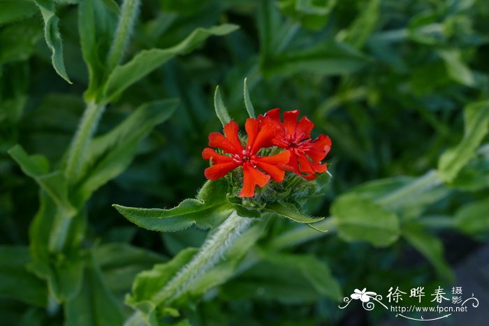 阳台种菜全家够吃