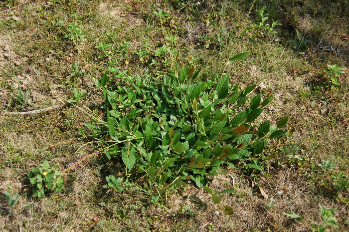 木芙蓉花