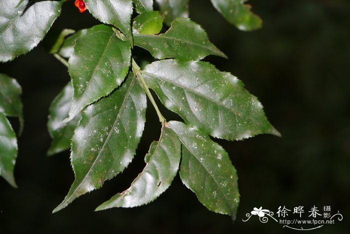 宝莲灯花适合家里养吗