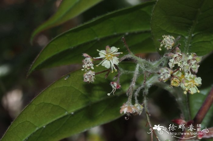 水观音植物图片