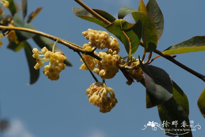 花盆里有小飞虫