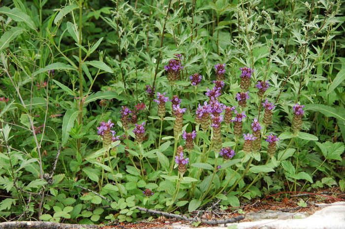 菠菜是什么意思