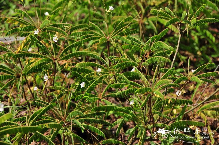 水菊