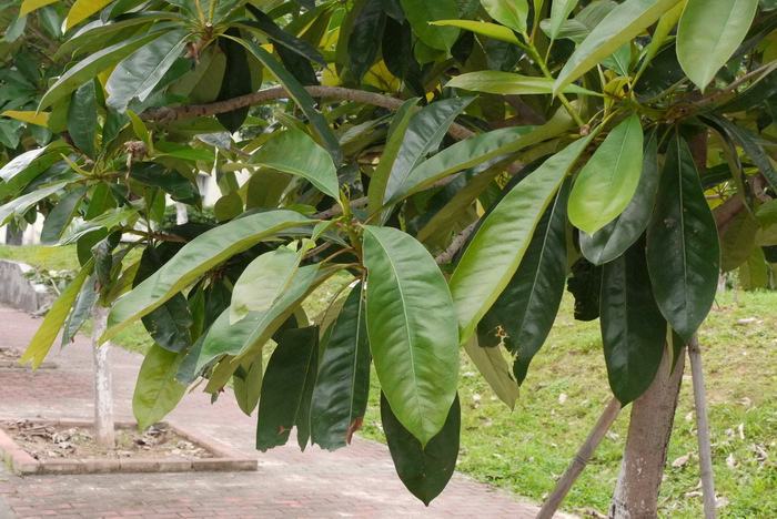 幸福树开花吗图片