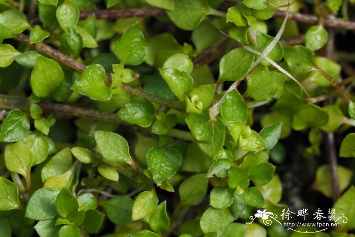 蝴蝶兰一年开几次花