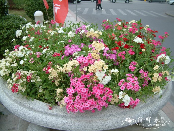 九里香花适合在室内养吗