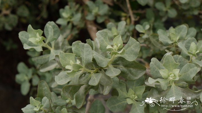 平安夜送花还是圣诞节送花