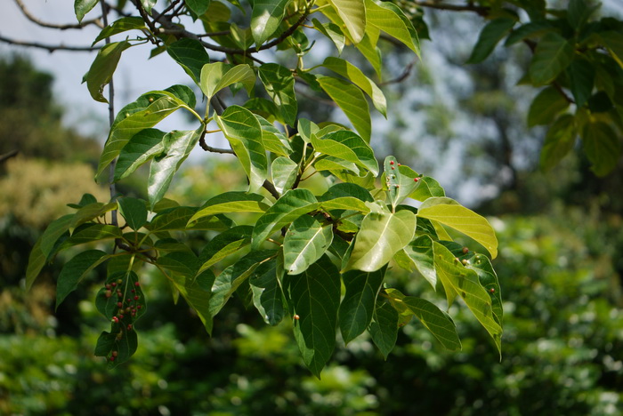 植物园里有什么植物