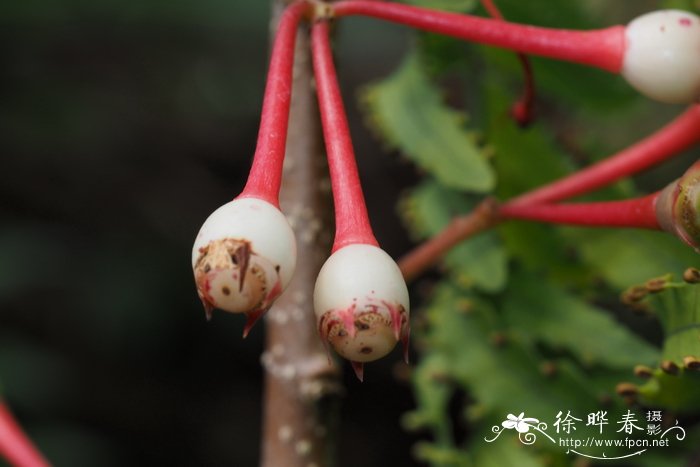 护花