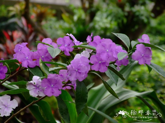 花叶鹅掌柴