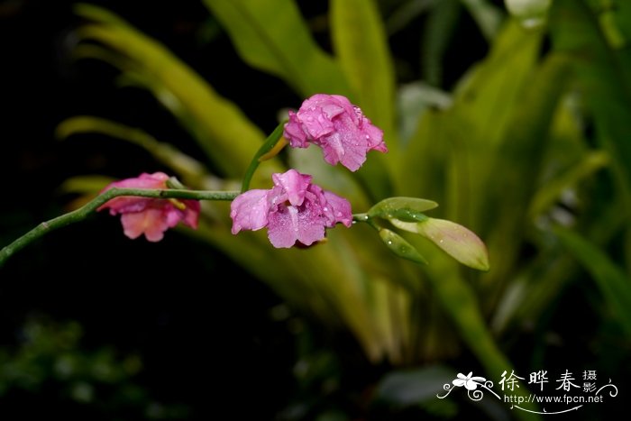 生菜的种植方法和时间