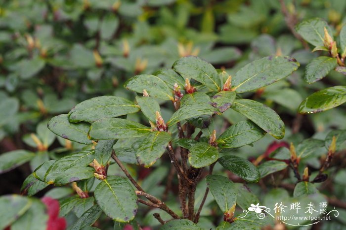 蓝花鼠尾草