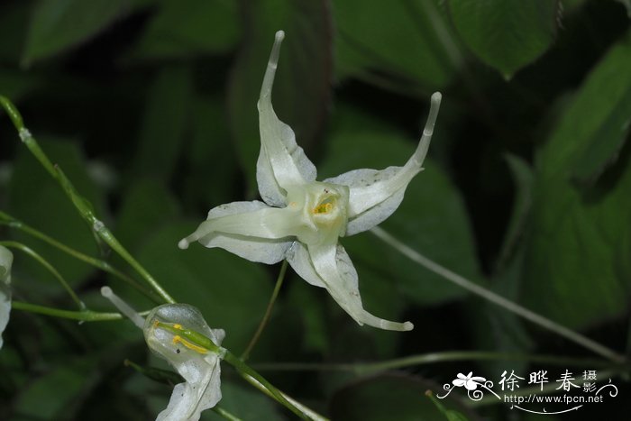 教师节送什么花好