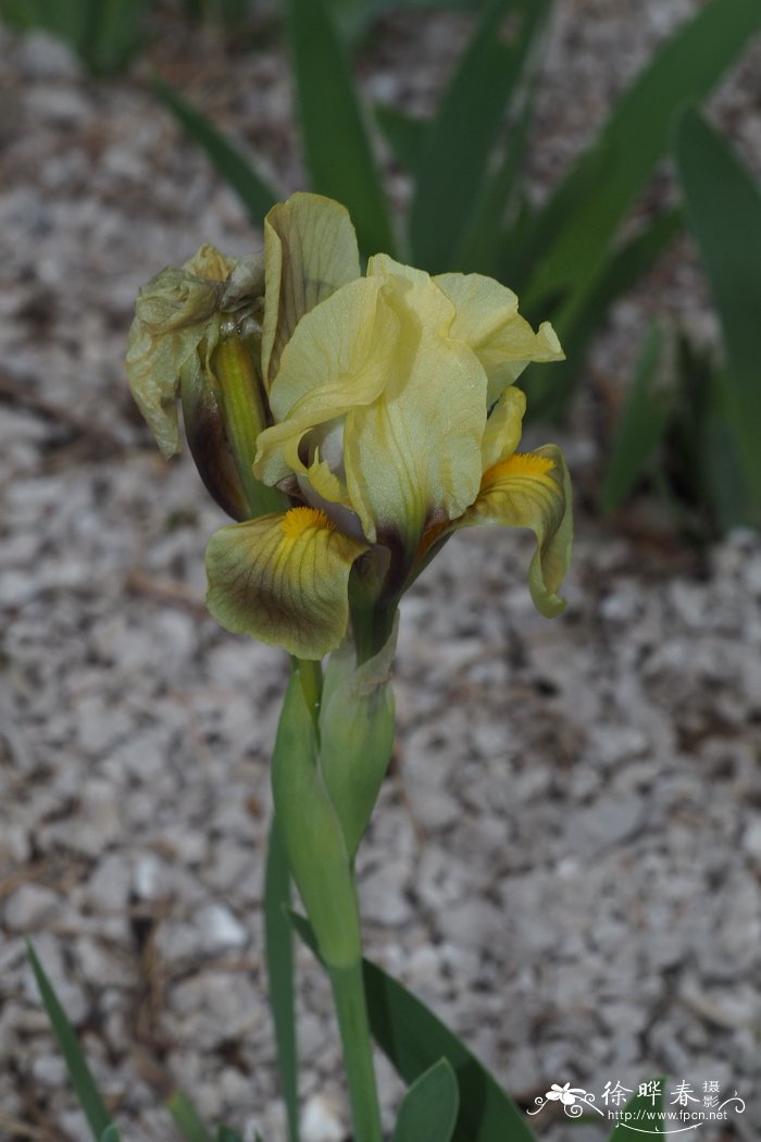 风信子花期多长