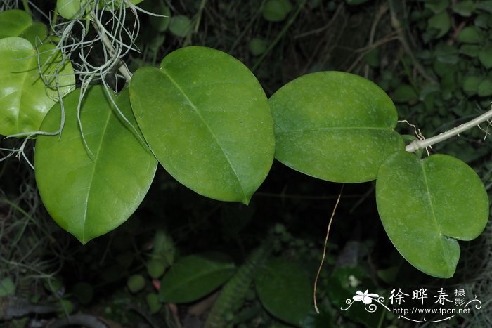 郁金香2月份还能种吗