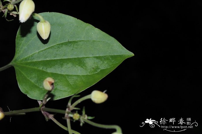 无花果的功效与作用