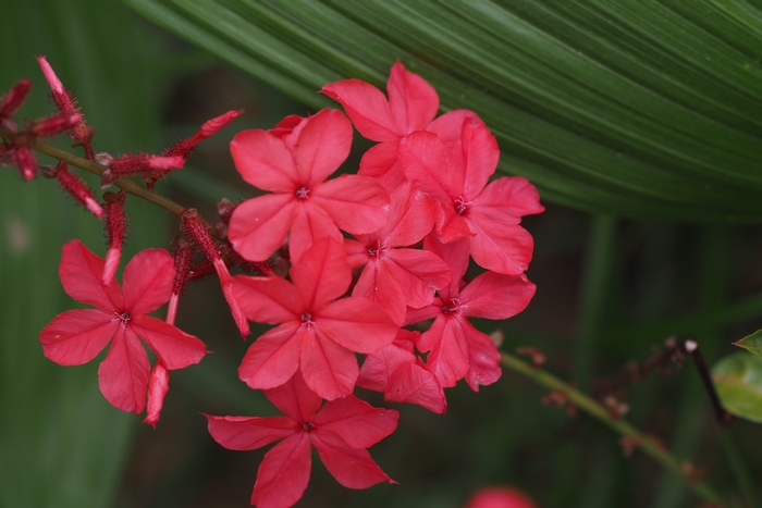 水培水仙花正确养法