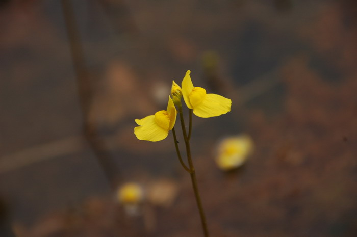 盆花批发