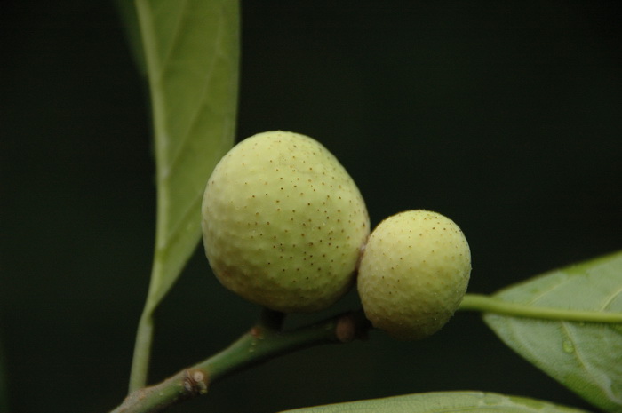 矢车菊种子的种植方法