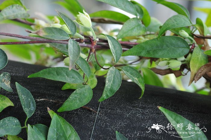 仙人掌花语象征与寓意