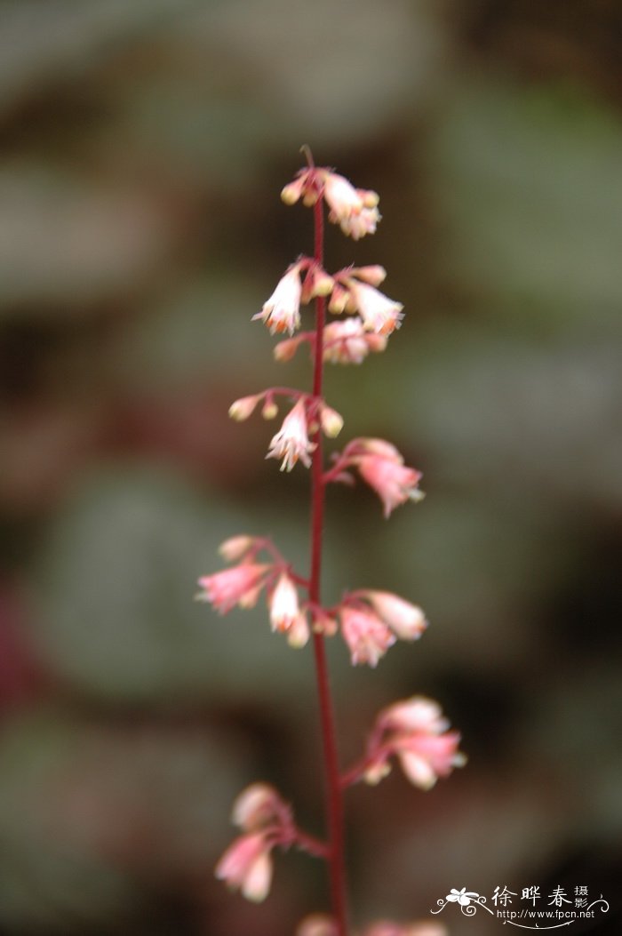 吃菠萝的季节