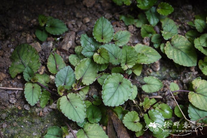 永生花是什么花