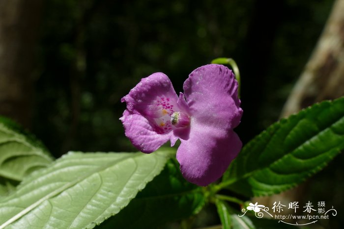 菠菜是什么意思