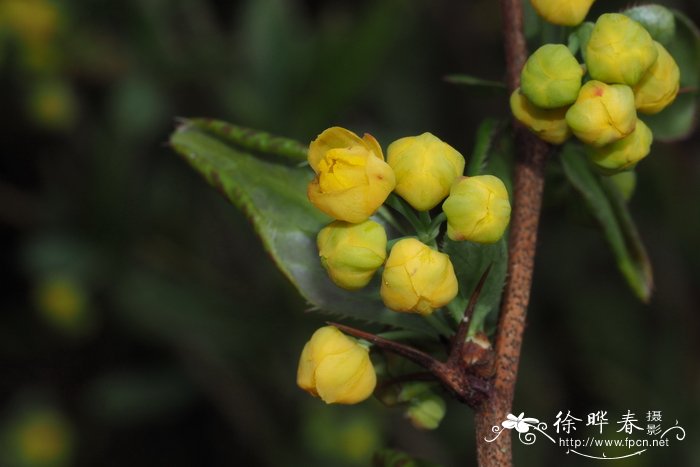 生菜怎么做好吃又简单